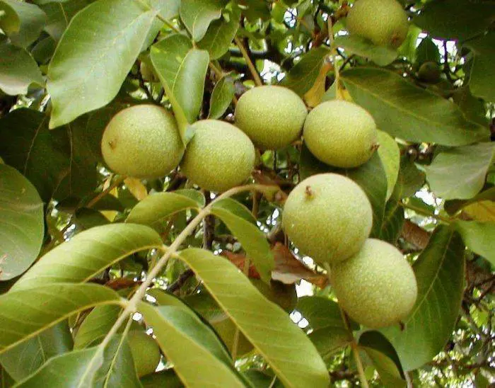 Şebin Cevizi fotoğraf 2