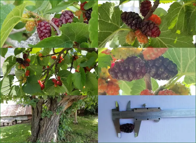Şebinkarahisar Karadutu